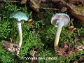 Stropharia aeruginosa-amf1799-1